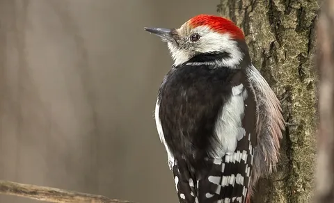 Middle Spotted Woodpecker (Dendrocoptes medius) — photo 2 of 4