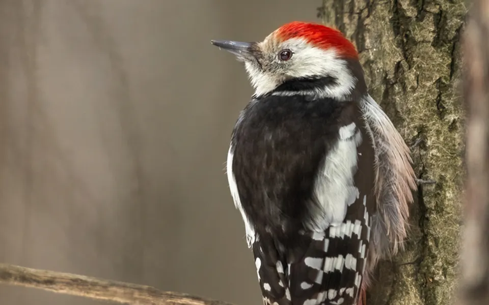 Middle Spotted Woodpecker (Dendrocoptes medius) — photo 2 of 4