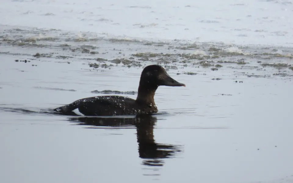Velvet Scoter (Melanitta fusca) — photo 6 of 6