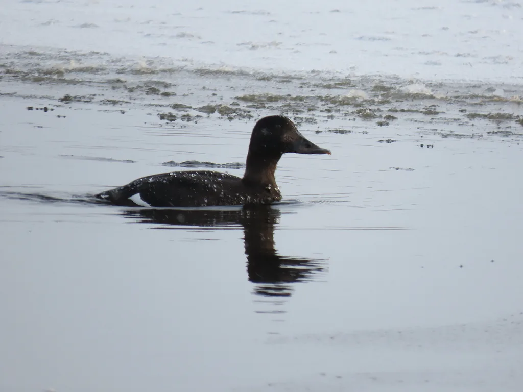 Velvet Scoter