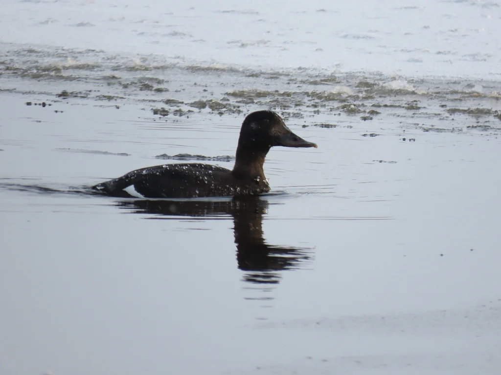 Velvet Scoter
