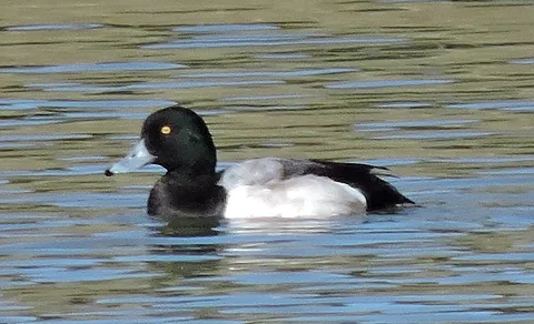 Greater Scaup