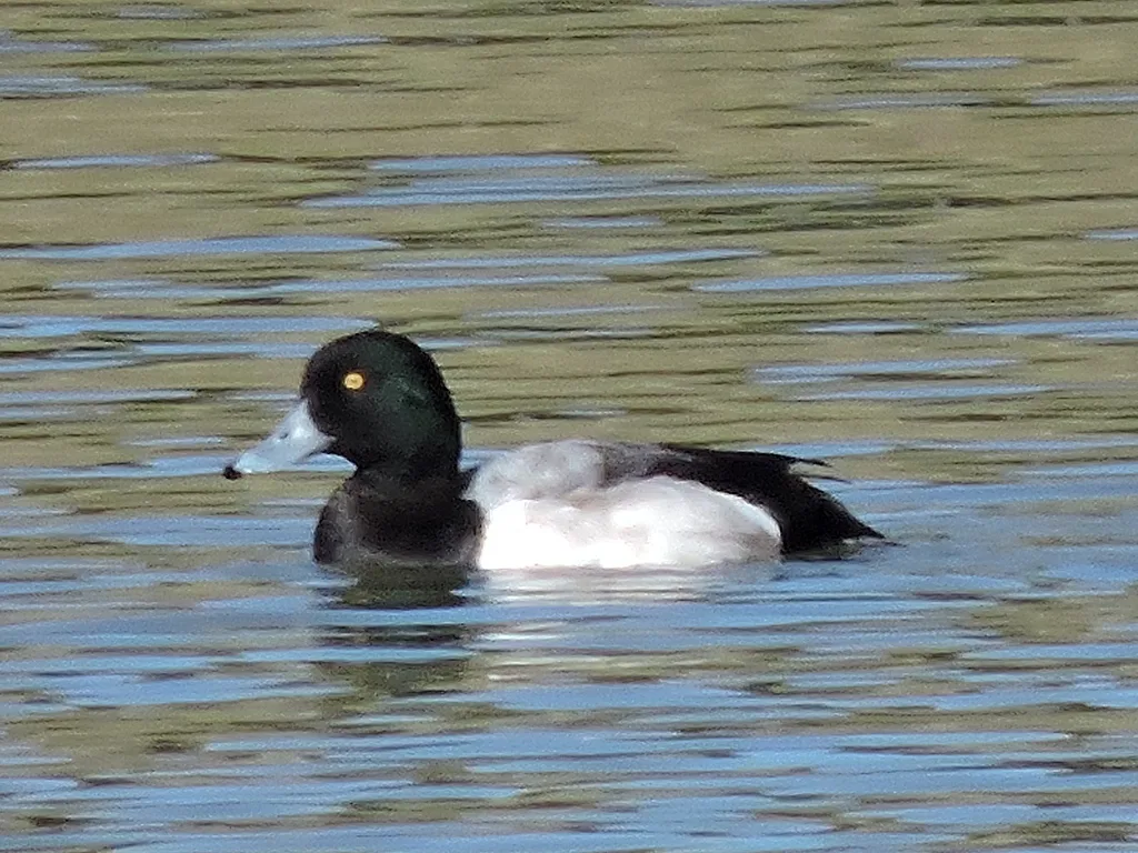 Greater Scaup