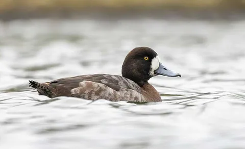 Greater Scaup