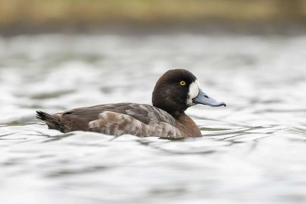 Greater Scaup