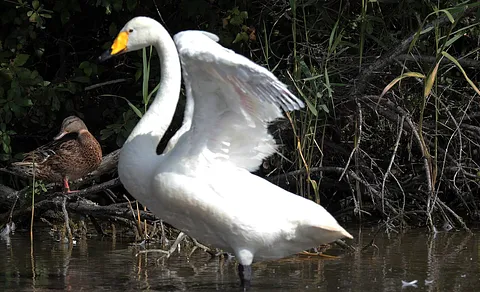 Whooper Swan (Cygnus cygnus) — photo 2 of 4
