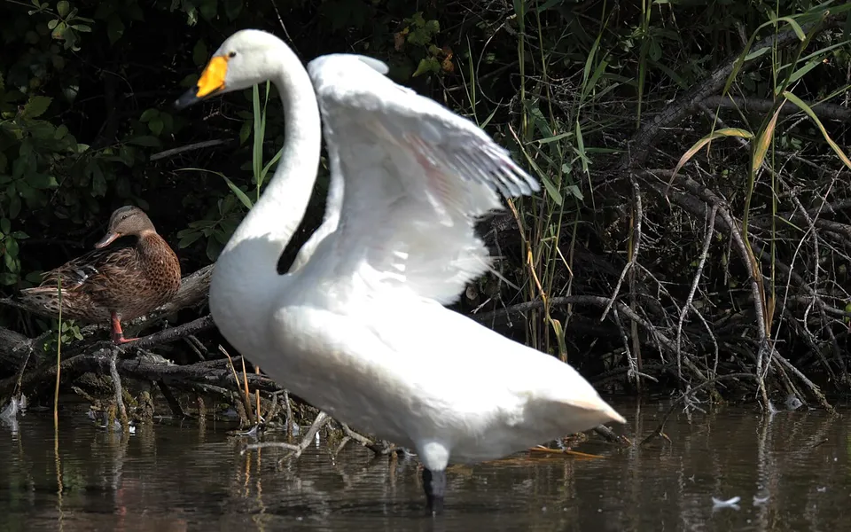 Whooper Swan (Cygnus cygnus) — photo 2 of 4