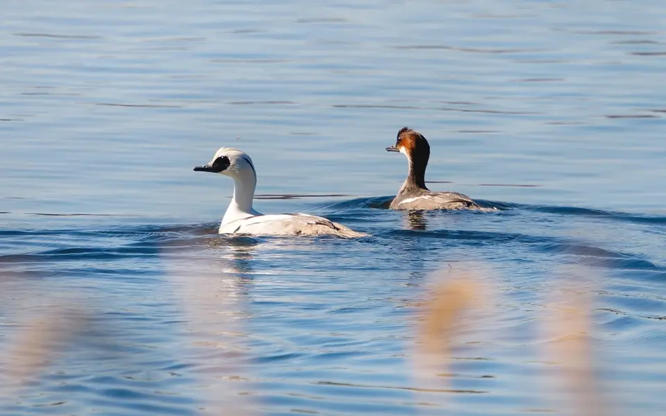 Smew (Mergellus albellus) — photo 2 of 6
