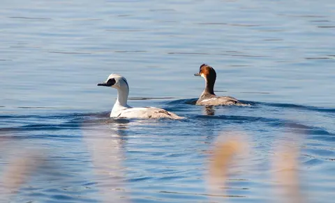Smew (Mergellus albellus) — photo 2 of 6