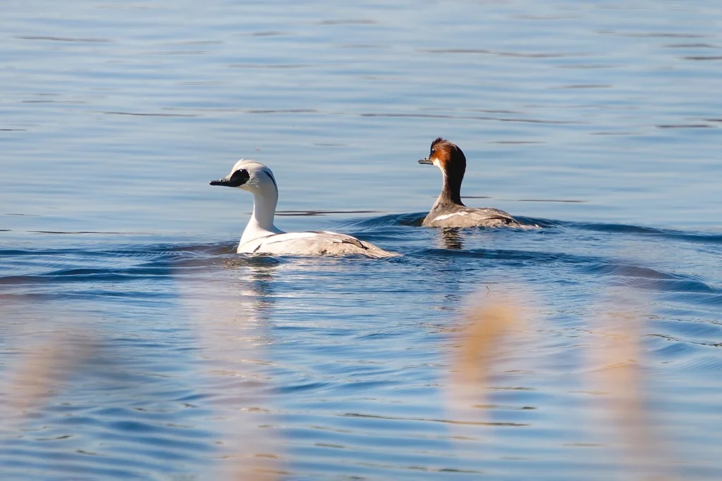 Smew (Mergellus albellus) — photo 2 of 6