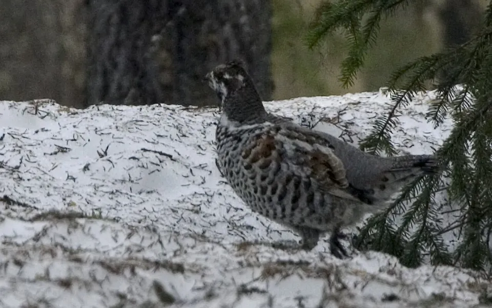 Hazel Grouse (Tetrastes bonasia) — photo 4 of 5