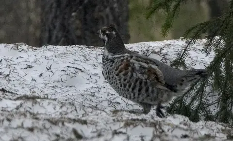 Рябчик (лат. Tetrastes bonasia) — фото 3 из 5