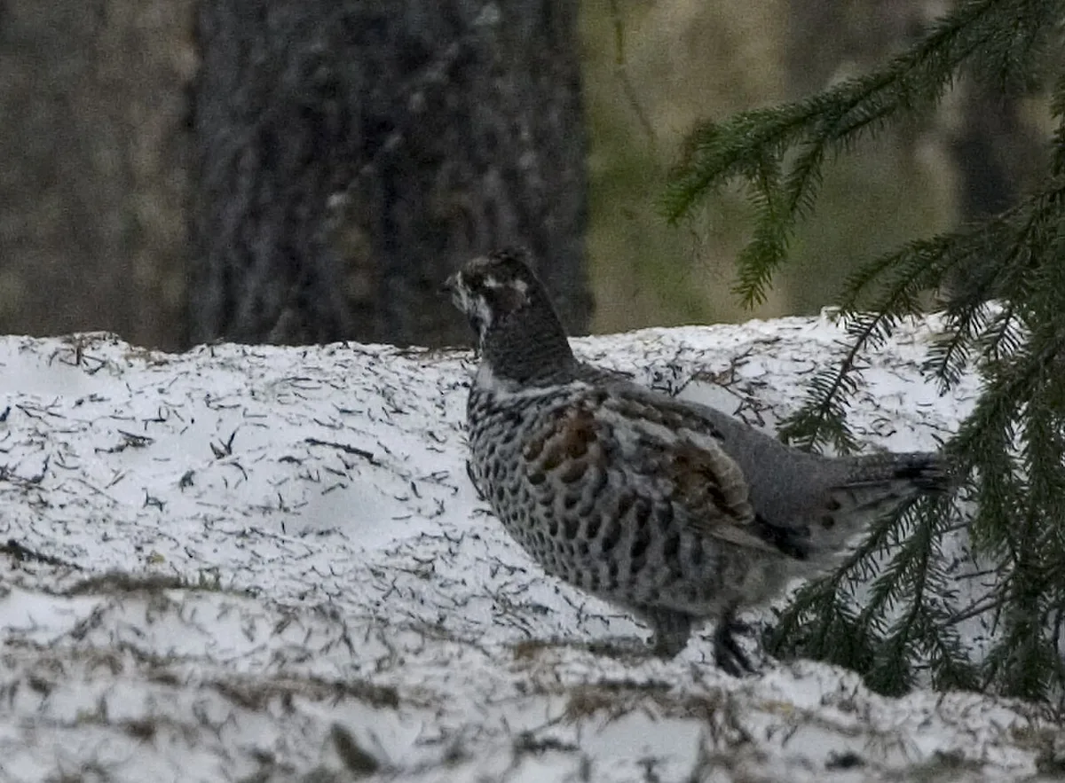 Hazel Grouse