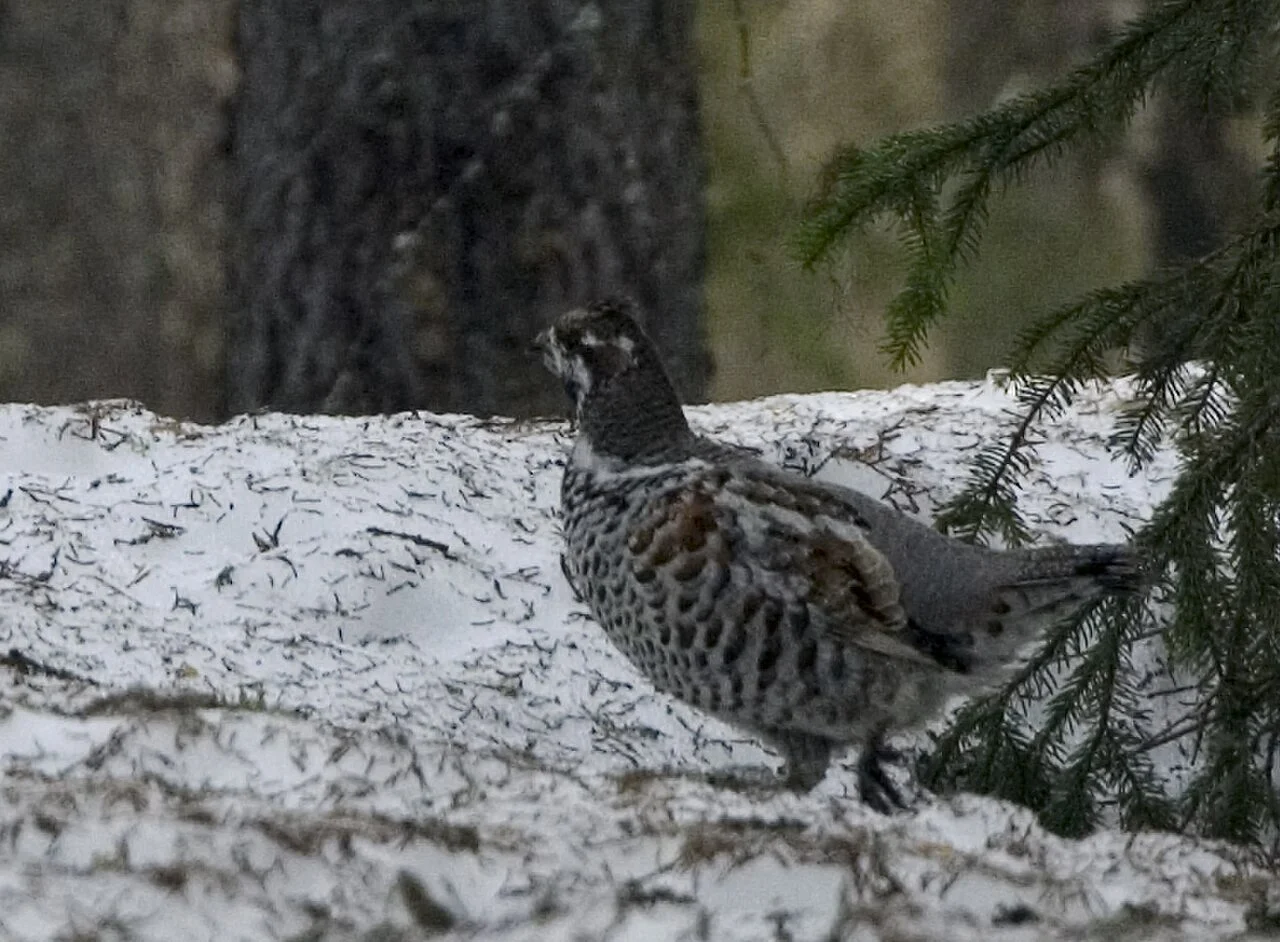 Hazel Grouse