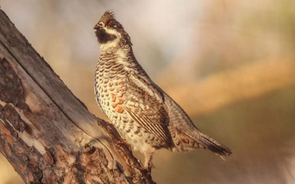 Hazel Grouse (Tetrastes bonasia) — photo 5 of 5