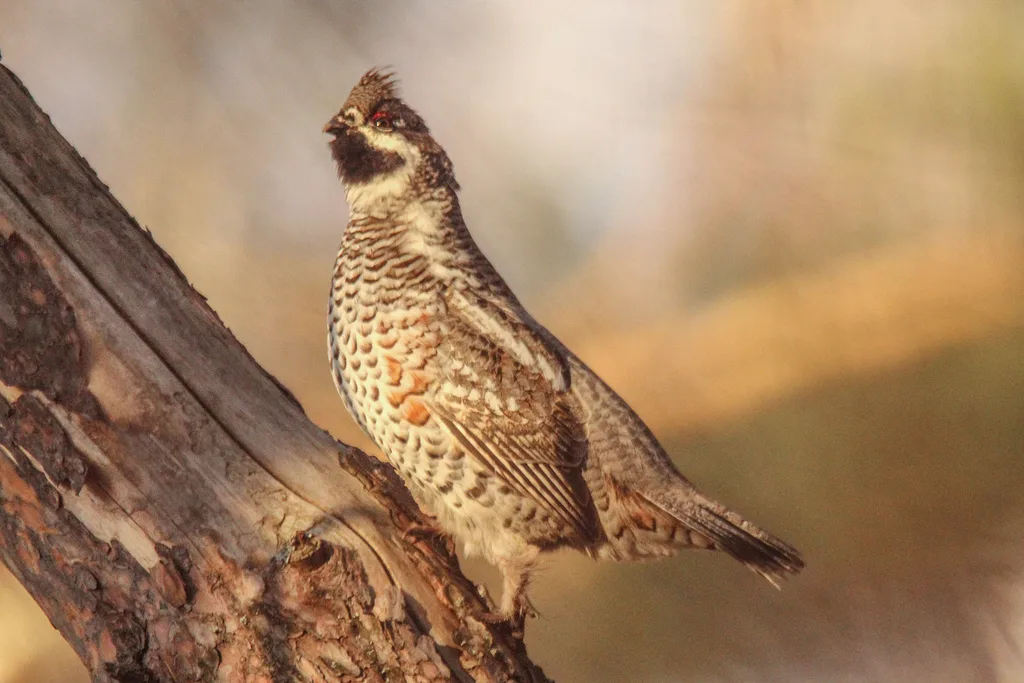 Hazel Grouse