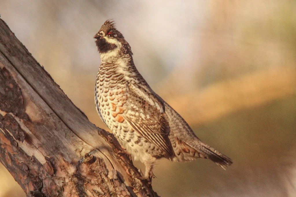 Hazel Grouse