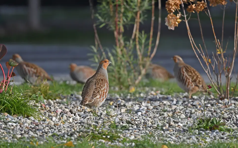 Gray Partridge (Perdix perdix) — photo 3 of 3
