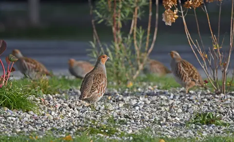 Gray Partridge (Perdix perdix) — photo 3 of 3