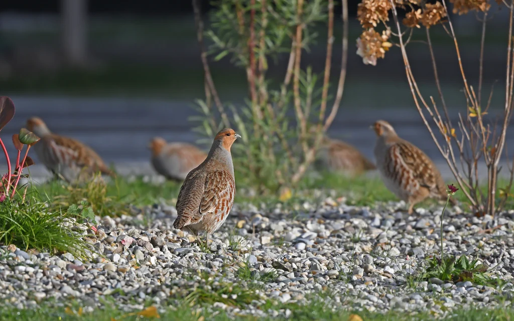 Gray Partridge (Perdix perdix) — photo 3 of 3