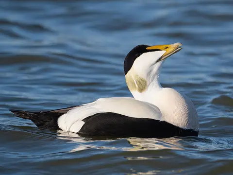 Common Eider