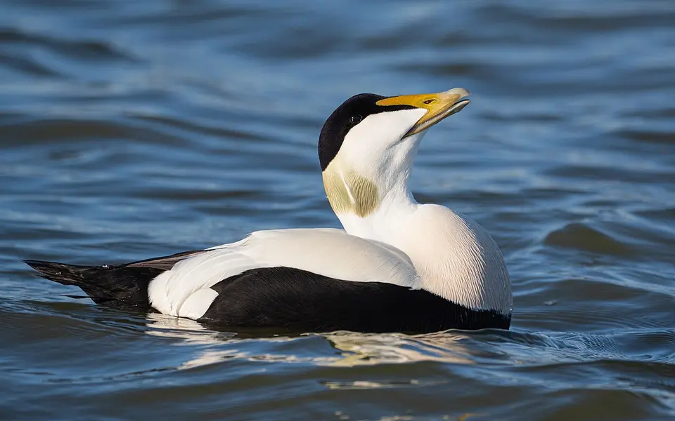 Common Eider (Somateria mollissima) — photo 1 of 4