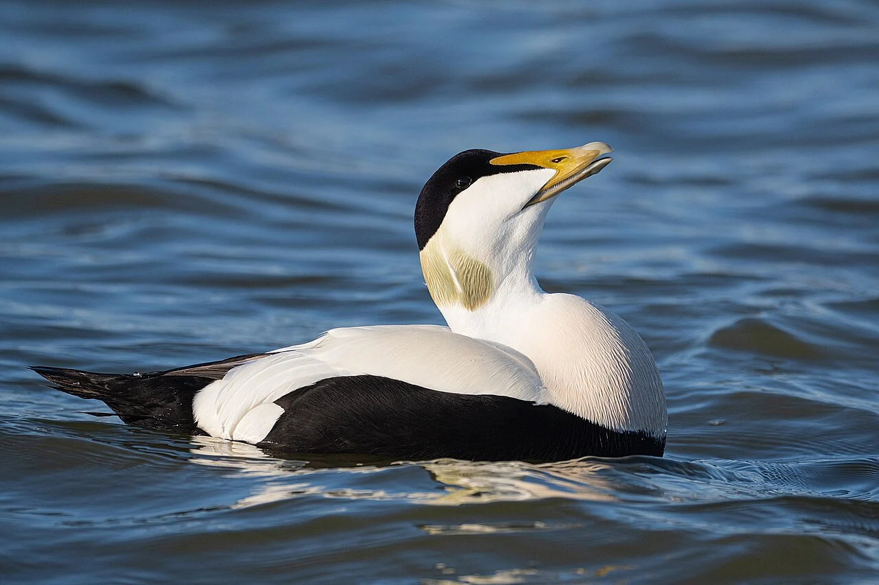 Common Eider (Somateria mollissima) — photo 1 of 4