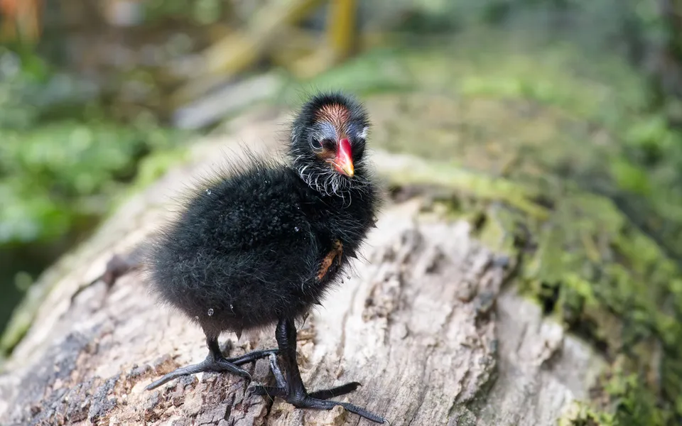Eurasian Moorhen (Gallinula chloropus) — photo 2 of 6