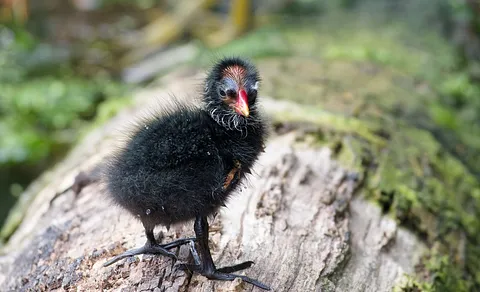 Eurasian Moorhen (Gallinula chloropus) — photo 2 of 6
