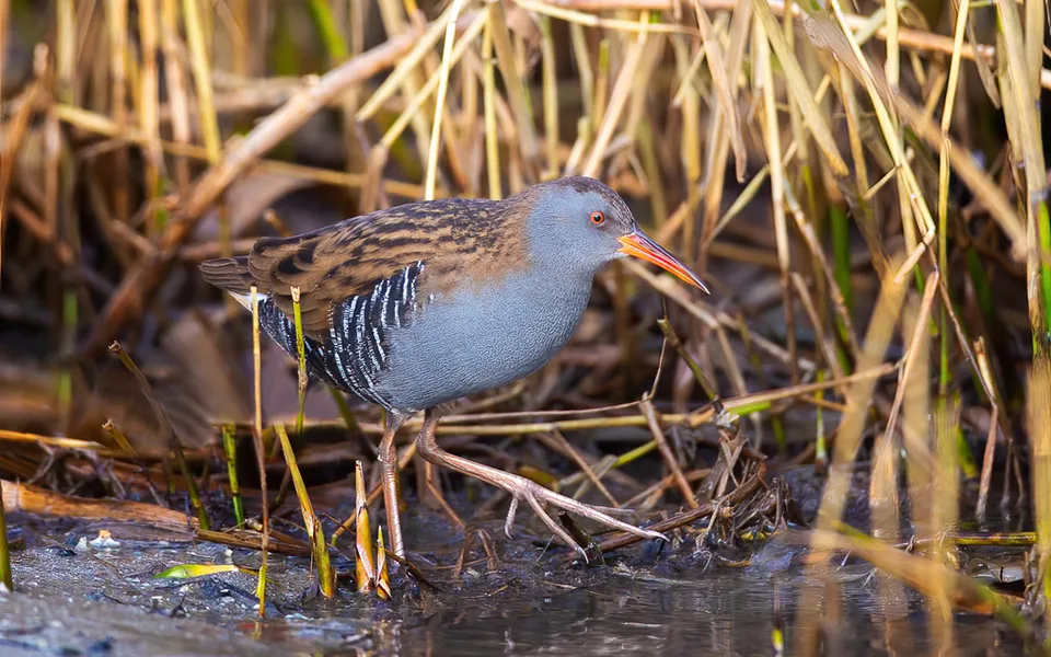 Water Rail (Rallus aquaticus) — photo 4 of 6