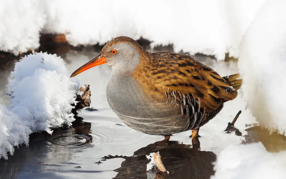 Water Rail (Rallus aquaticus) — photo 5 of 6