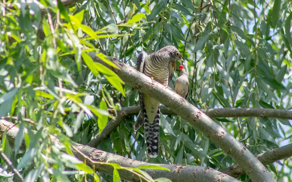 Common Cuckoo (Cuculus canorus) — photo 3 of 4