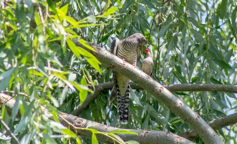 Common Cuckoo