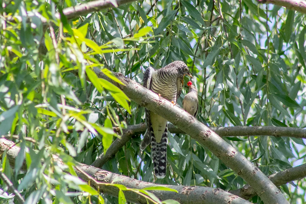 Common Cuckoo