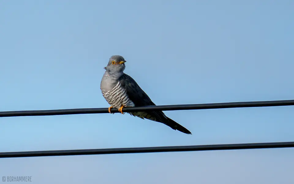 Common Cuckoo (Cuculus canorus) — photo 2 of 4