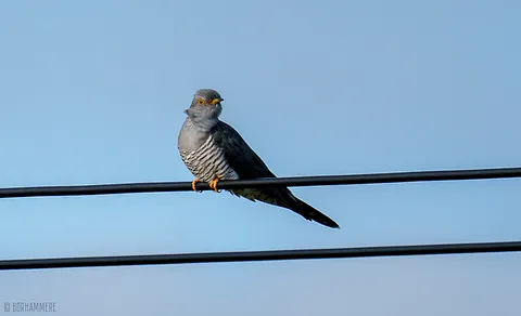 Common Cuckoo