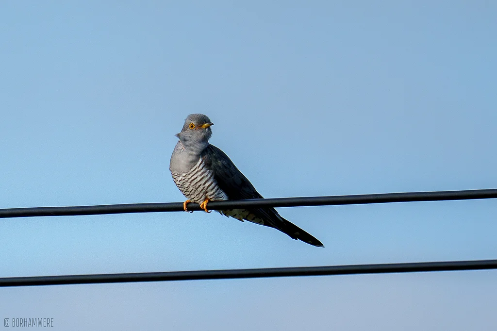 Common Cuckoo