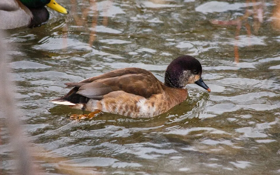 Red-crested Pochard (Netta rufina) — photo 6 of 6