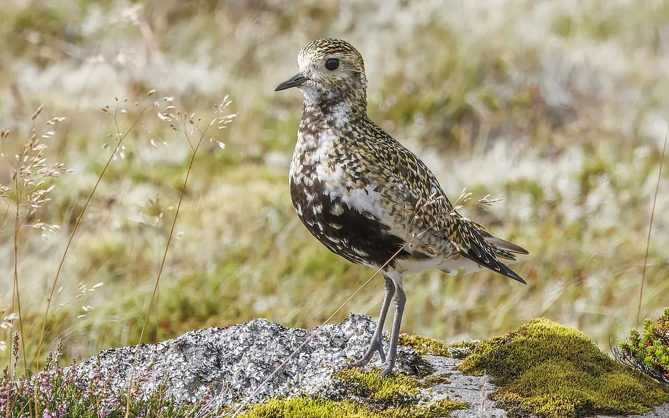 European Golden-Plover (Pluvialis apricaria) — photo 1 of 3