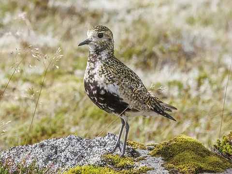 European Golden-Plover