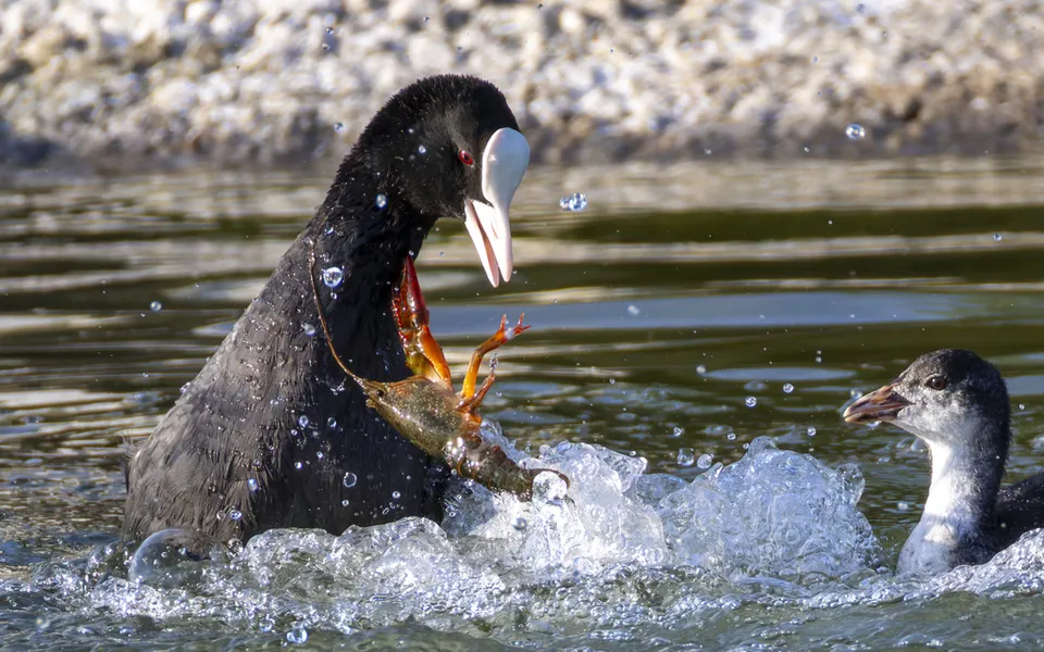 Eurasian Coot (Fulica atra) — photo 2 of 4