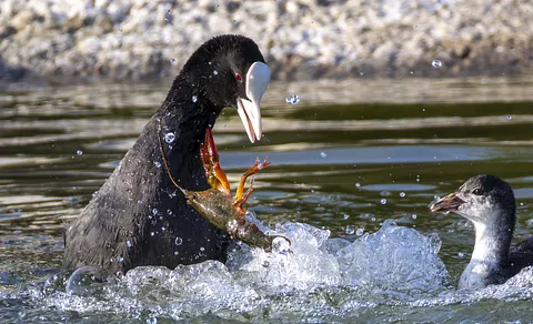 Eurasian Coot (Fulica atra) — photo 2 of 4