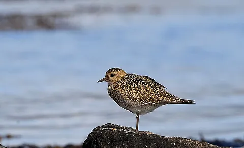 European Golden-Plover (Pluvialis apricaria) — photo 2 of 3