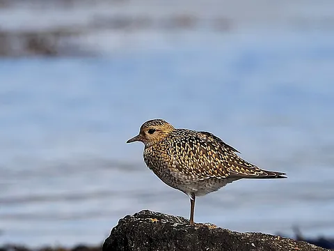 Золотистая ржанка