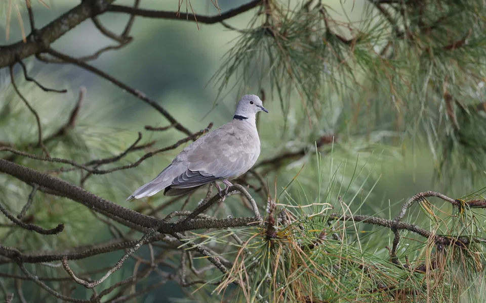 Eurasian Collared-Dove (Streptopelia decaocto) — photo 2 of 5