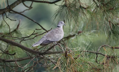 Eurasian Collared-Dove (Streptopelia decaocto) — photo 2 of 5
