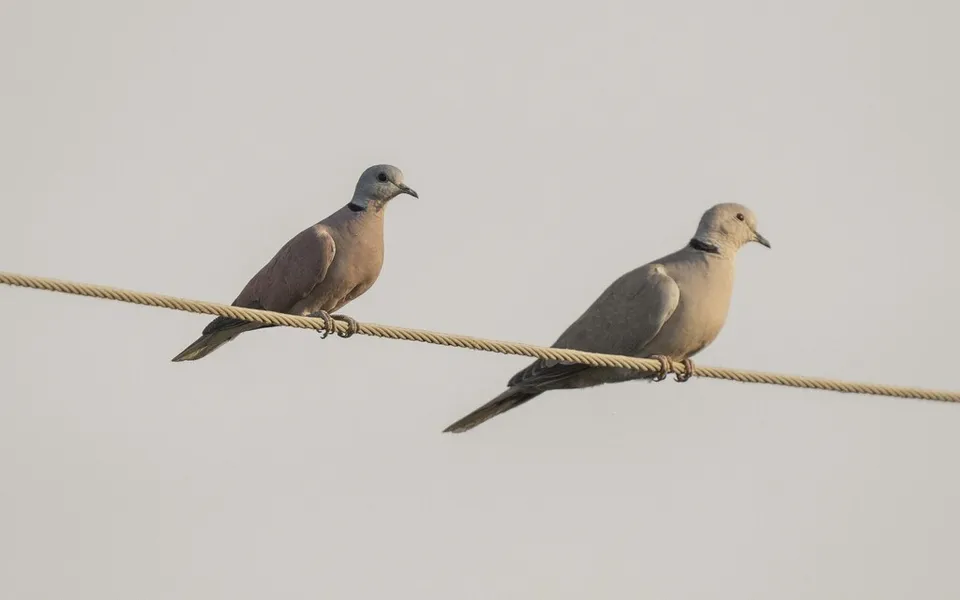 Eurasian Collared-Dove (Streptopelia decaocto) — photo 4 of 5