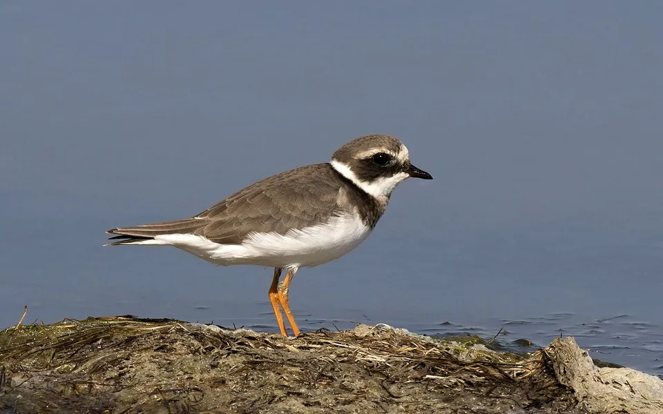 Common Ringed Plover (Charadrius hiaticula) — photo 4 of 4