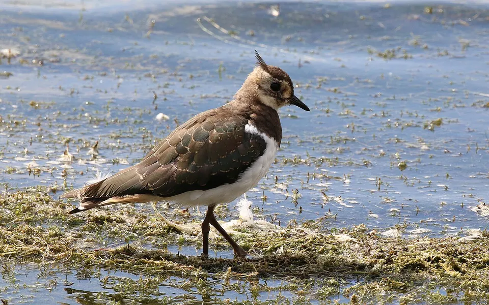 Northern Lapwing (Vanellus vanellus) — photo 4 of 5