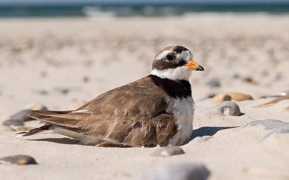 Common Ringed Plover (Charadrius hiaticula) — photo 3 of 4